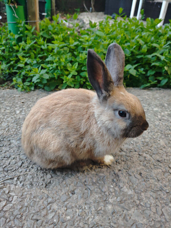 Mini rex x mini lop