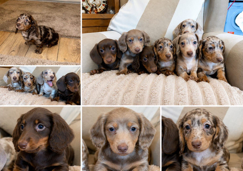 Miniature dachshund