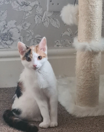 Lovely Lulu