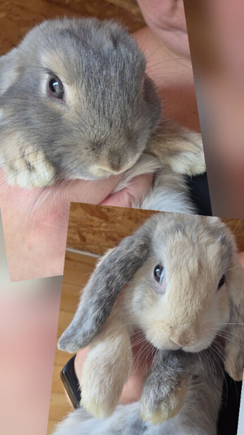 2 beautiful mini lops
