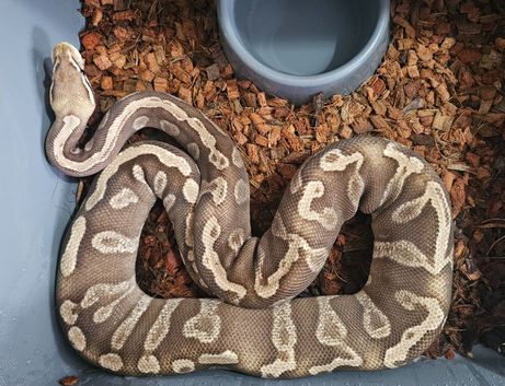 Pastel GHI Mojave