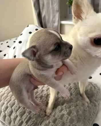 Gorgeous Boy Chihuahua Puppy &ndash; Single Pup Litter (Strong & Healthy!)