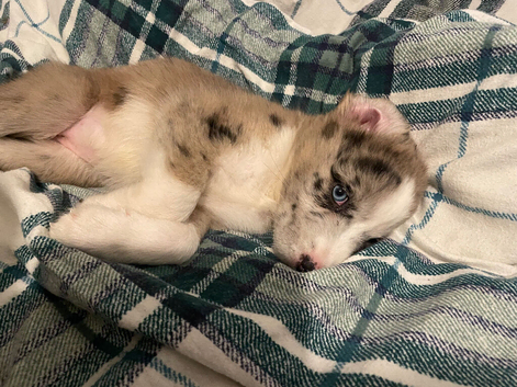 Siberian husky X Caucasian Shepard & pocket bully