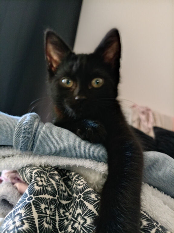Kitten