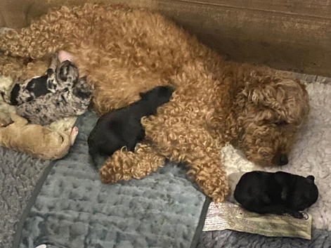 Cavapoo pups for sale