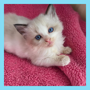Pure Ragdoll kittens.1 male available.