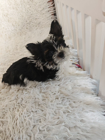 biewer terrier puppies ( small)