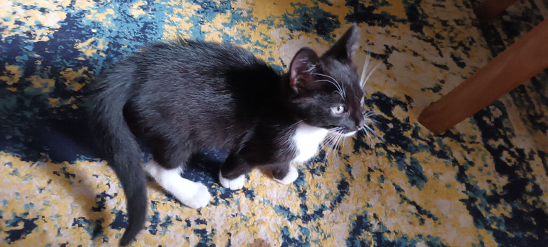 Adorable Black &White Kittens for sale