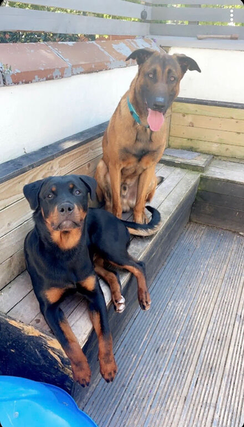 Rottweiler x Belgian Malinois Puppies