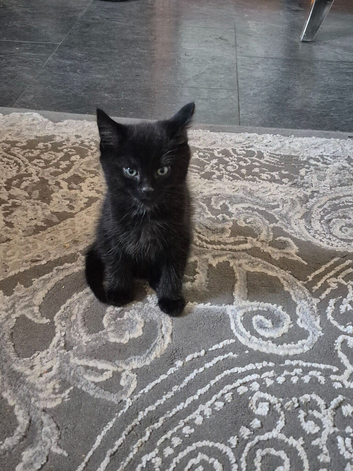 Kitten