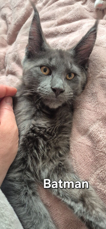 Big Maine Coon Boys Available