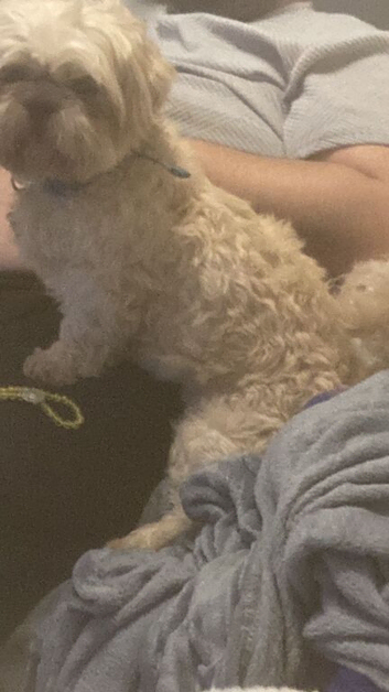 Shih tzu 3 years old
