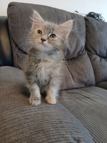 Maincoon cross girl