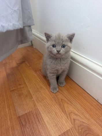 British Shorthair Cinnamon