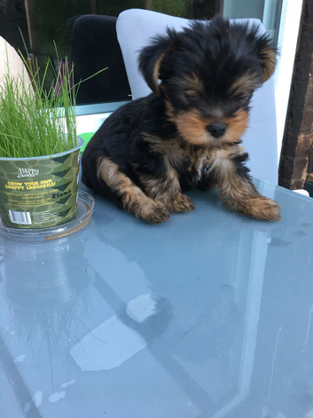 2 Mini Yorkshire Terrier up to 1,5 kg