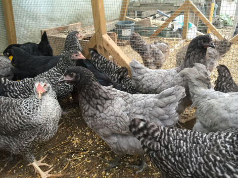 Speckeldy Hens POL 20 Weeks