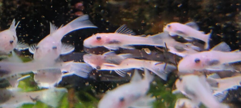 Snow White Bristlenose pleco babies short fin