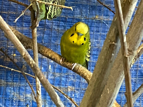 Baby budgies for sale