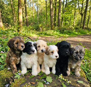 Maltipoo puppies