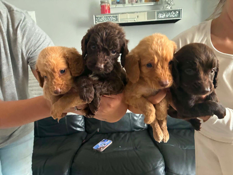 4 beautiful boy cockapoo pups