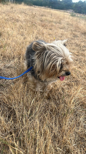 Small female Yorkie
