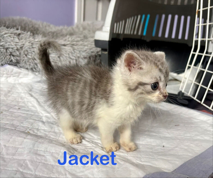Fluffy Kittens Silver Tabby Exotic Cross