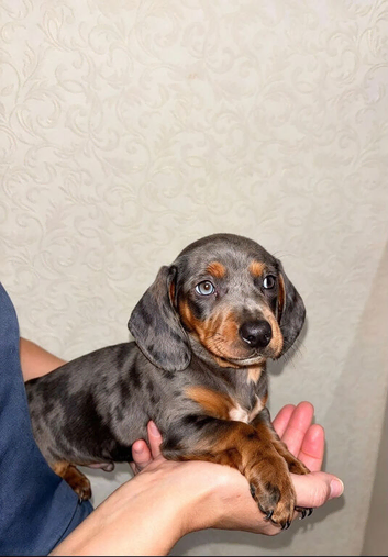 Dachshund puppies ready now