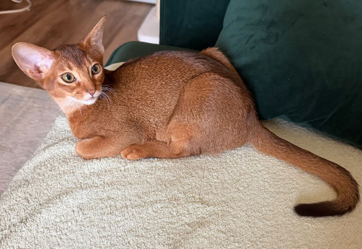 Abyssinian Sorrel kiteen Girl