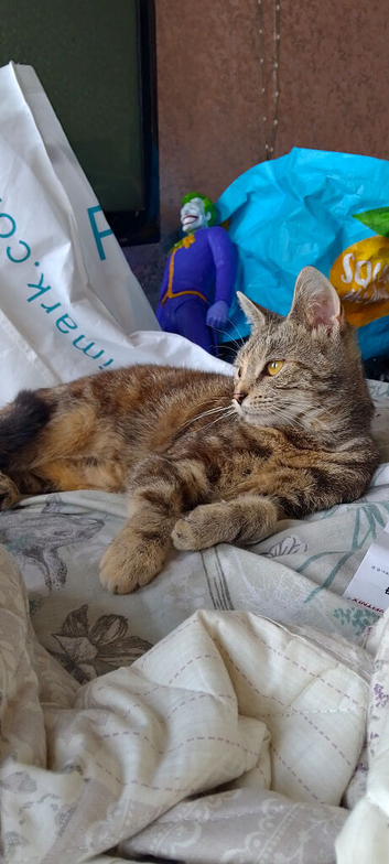 Kitten s Maine coon cross