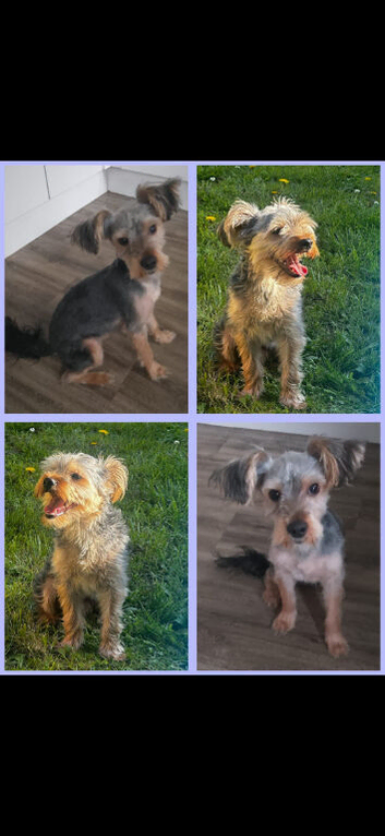 Yorkshire terrier