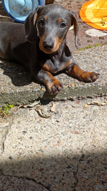 6 month mini dachsund