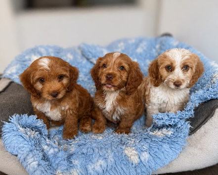 Beautiful F1 cockapoo puppies