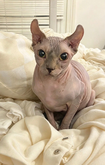 Spyhyx Elf Young Female