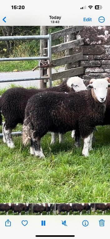 Herdwick tup lambs