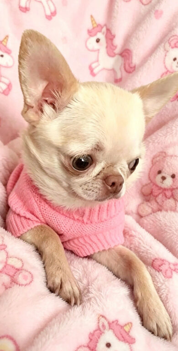 VERY SAD SALE &ndash; TINY 1.9KG SMOOTH-COAT CHIHUAHUA GIRL &ndash; BEAUTIFUL GREEN EYES & SUCH A LOVING LITTLE GIR