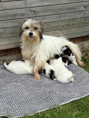 Beautiful  biewer terrier puppy