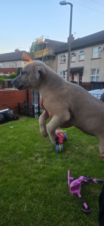 4  beautiful lurcher looking for new home