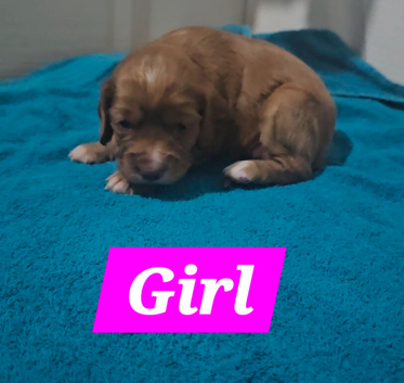 Cocker Spaniel Puppies