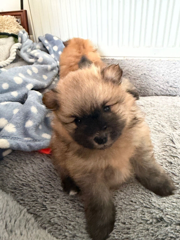 Puppies