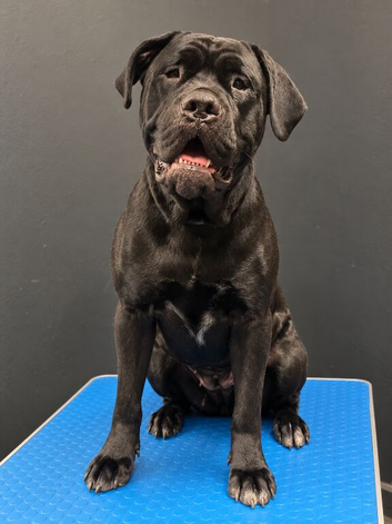 Beautiful 1.5yr Old Thunder