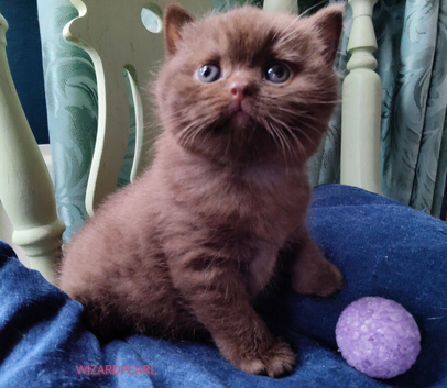 Pure pedigree bsh GCCF reg kittens