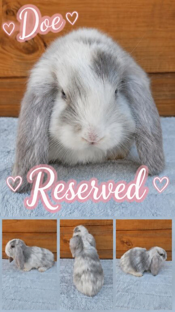 Beautiful French Lop Babies