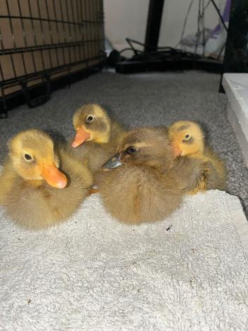 4 Indian runner ducklings