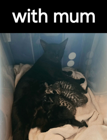 Sqvannqh Mainecoon Cross Kittens
