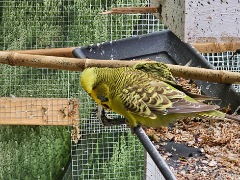Budgies
