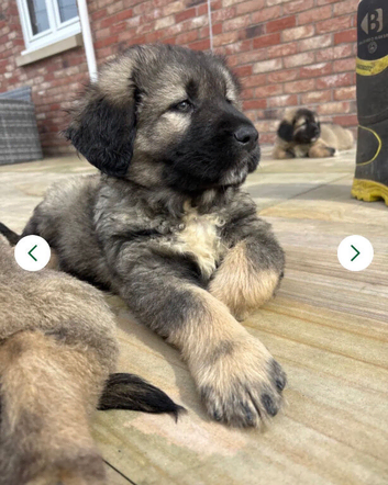 Puppies
