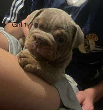 Old english bulldog puppies