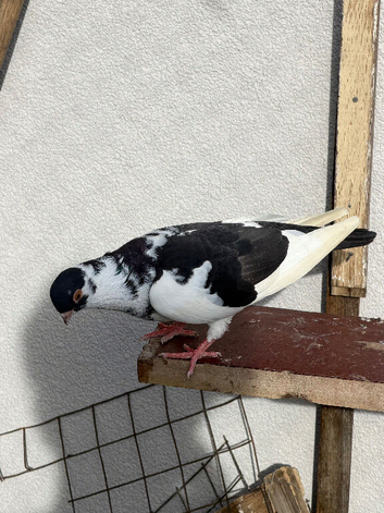 Figuritas pigeon