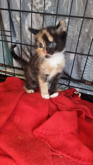 2 beautiful calico  female kittens