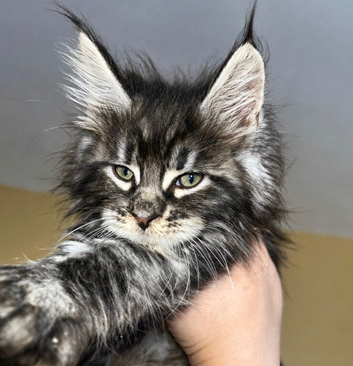 Stunning TICA Maine Coon Kittens Active & Non Active